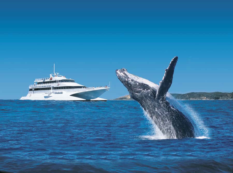 Moreton Island: Tangalooma Whale Watching & Dolphin Feeding - The 75-minute ferry from Brisbane