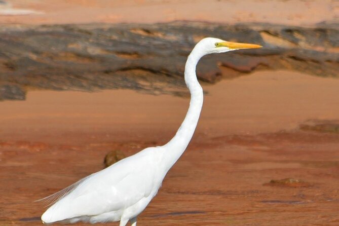 Morning Cruise on the Murchison River in Kalbarri (April to Nov) - Timing your Kalbarri morning