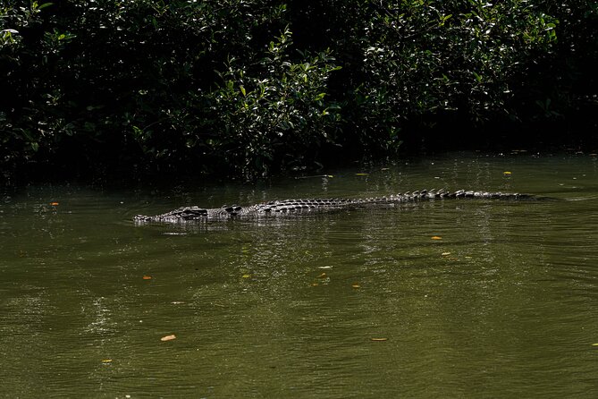 Morning Daintree Tour with River Cruise from Port Douglas - Swimming in the rainforest stream