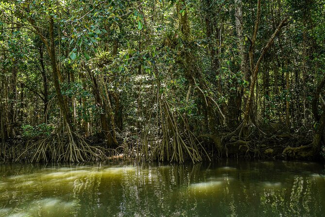 Morning Daintree Tour with River Cruise from Port Douglas - Weather, timing, and the value of flexibility