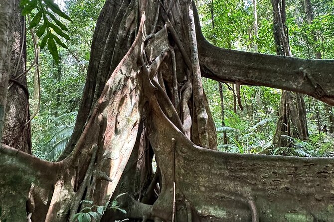 Mossman Gorge Daintree Experience Small Groups - The one-hour Daintree River crocodile cruise