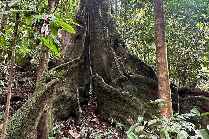 Mossman Gorge Daintree Experience Small Groups - Daintree Village and lunch at the tea house