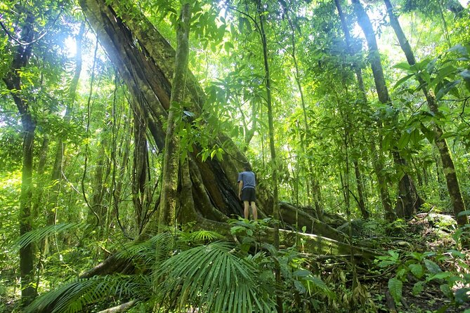 Mossman Gorge Daintree Experience Small Groups - Morning tea beside the Daintree River
