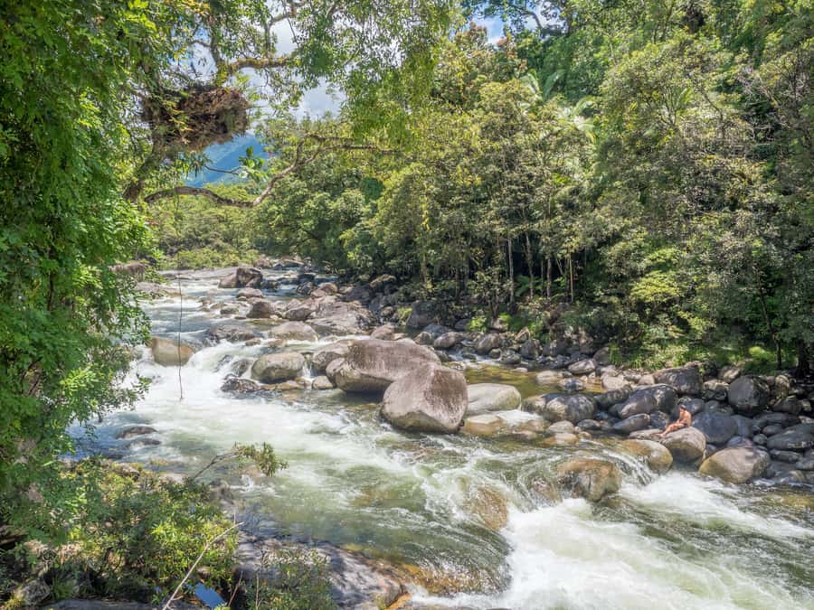 Mossman Gorge: Day Tour with River Drift Experience - Why the river drift is the day’s main event