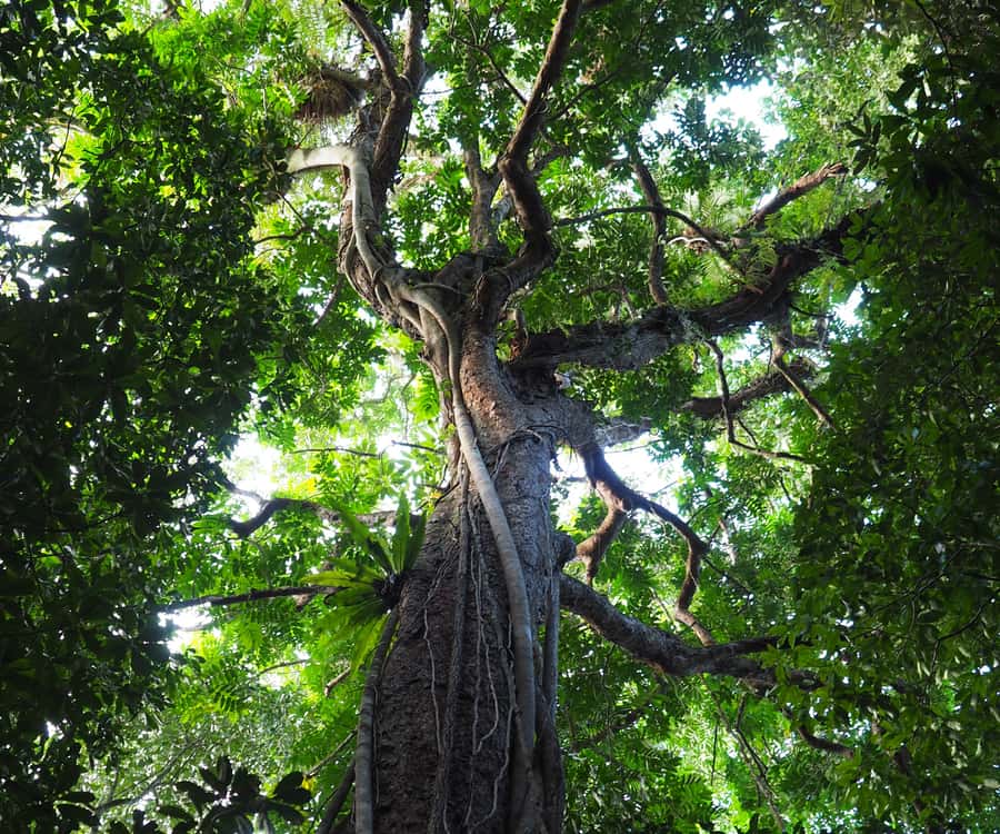 Mossman Gorge: Day Tour with River Drift Experience - Lunch and the value of the $191 price