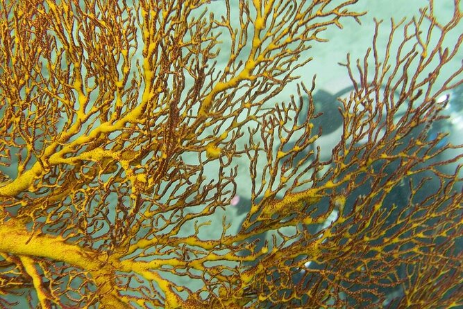 Muiron Island Diving Tour - Snorkeling for a second view of the reef