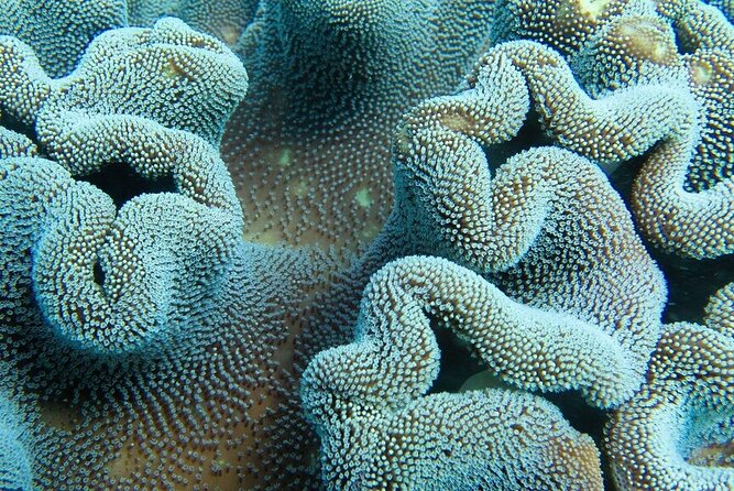 Muiron Island Diving Tour - Is Muiron Island worth the $213.57 price?