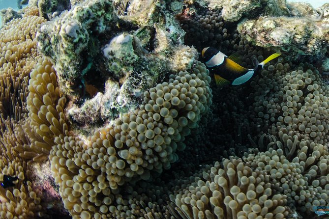 Muiron Island Diving Tour - Two scuba sessions at different reef sites