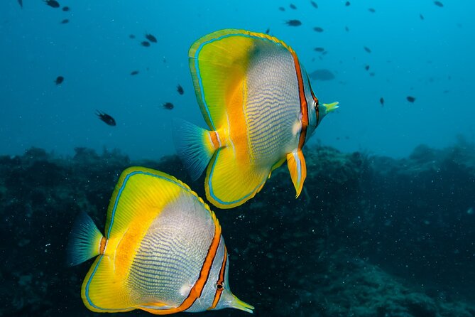 Muiron Islands Snorkeling in Exmouth - Coral bommies around the islands