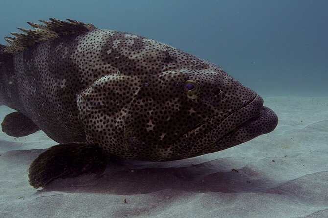 Muiron Islands Snorkeling in Exmouth - Is $190.14 good value?