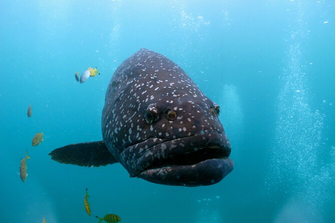 Muiron Islands Snorkeling in Exmouth - Wildlife to watch for between the snorkel stops