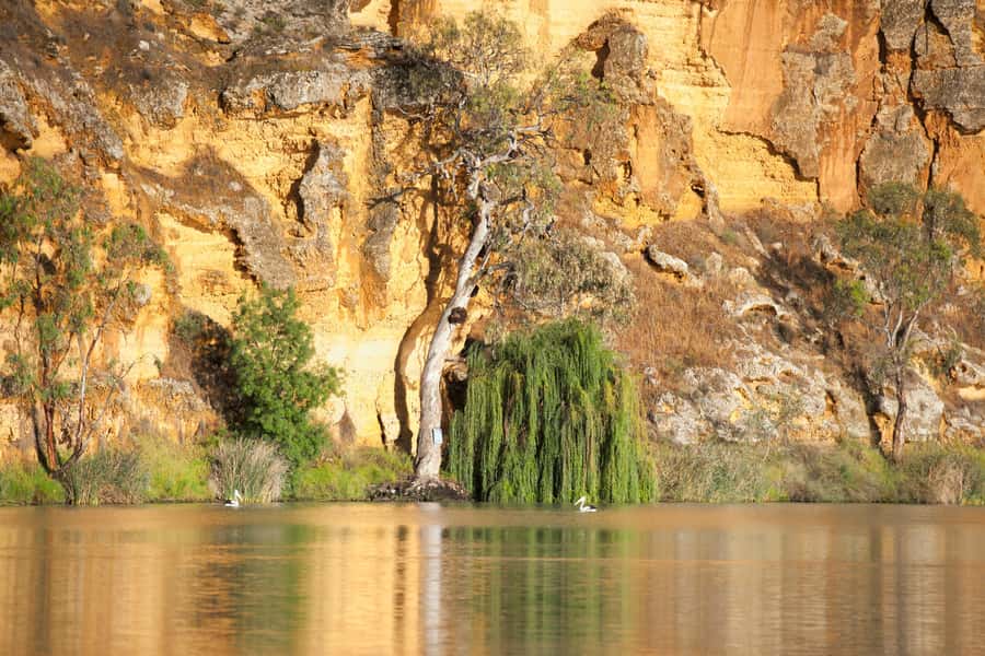 Murray River Highlights and Luncheon Cruise - Key points to know before booking