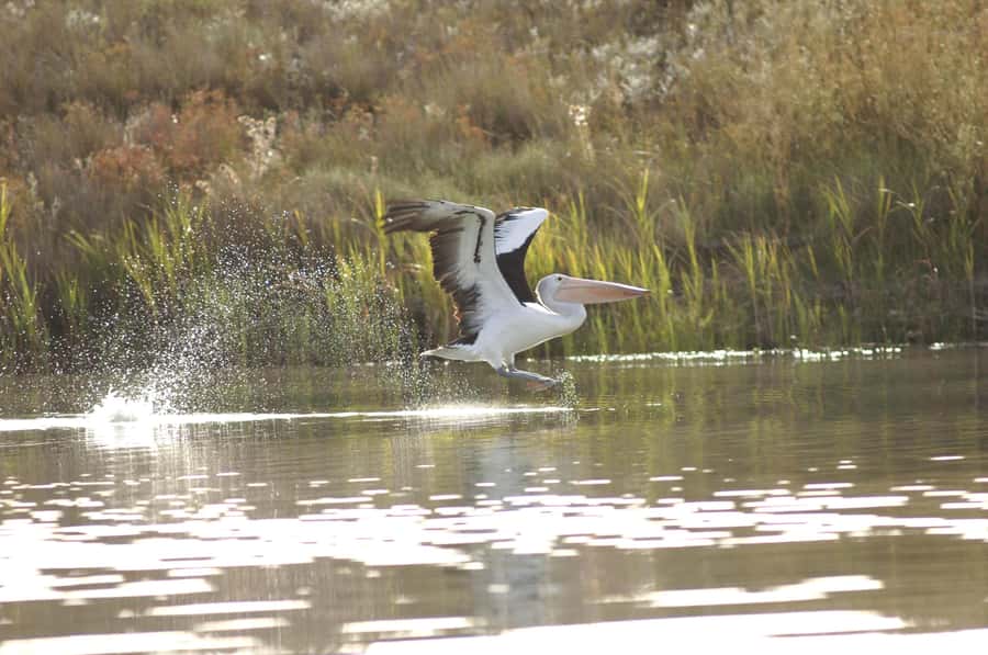 Murray River Highlights and Luncheon Cruise - Why the Murray River is worth a full day from Adelaide
