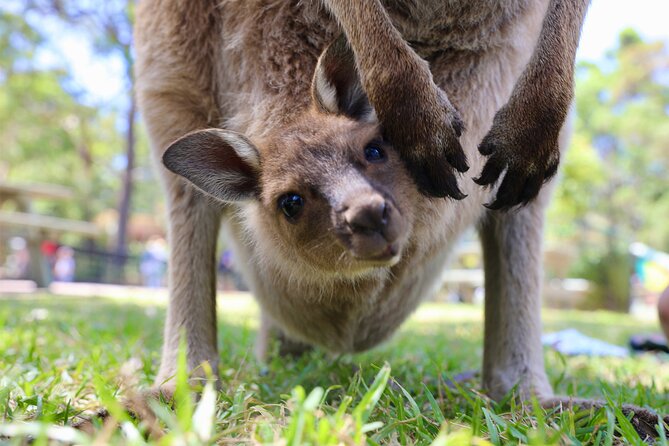 Nature and Wildlife: Australia in One Day - Private Tour - From Mrs Macquarie’s Chair to the Harbour Bridge