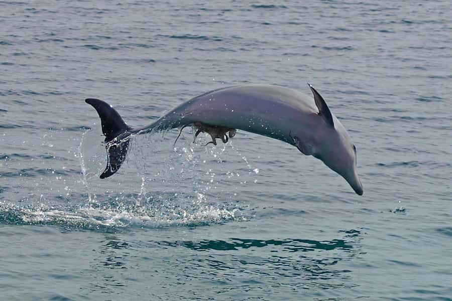Nelson Bay: Dolphin Watch Cruise and Sail - Key points at a glance
