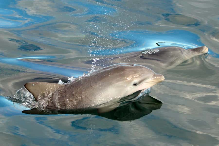 Nelson Bay: Dolphin Watch Cruise and Sail - Practical tips before you board