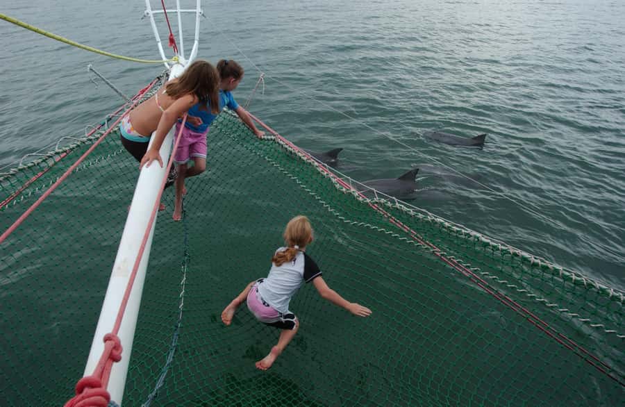 Nelson Bay: Dolphin Watch Cruise and Sail - Searching the Nelson Bay waters for dolphins