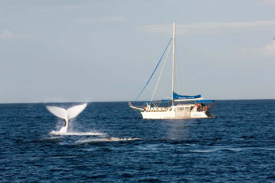 Nelson Bay: Whale and Dolphin Watching Catamaran Cruise - Key points to know before you book