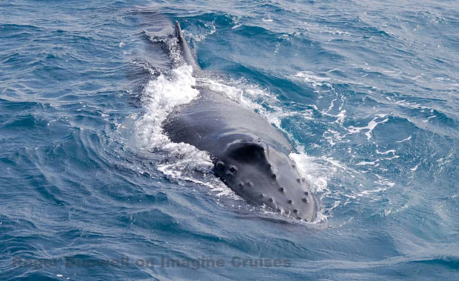 Nelson Bay: Whale and Dolphin Watching Catamaran Cruise - What the whale guarantee really means