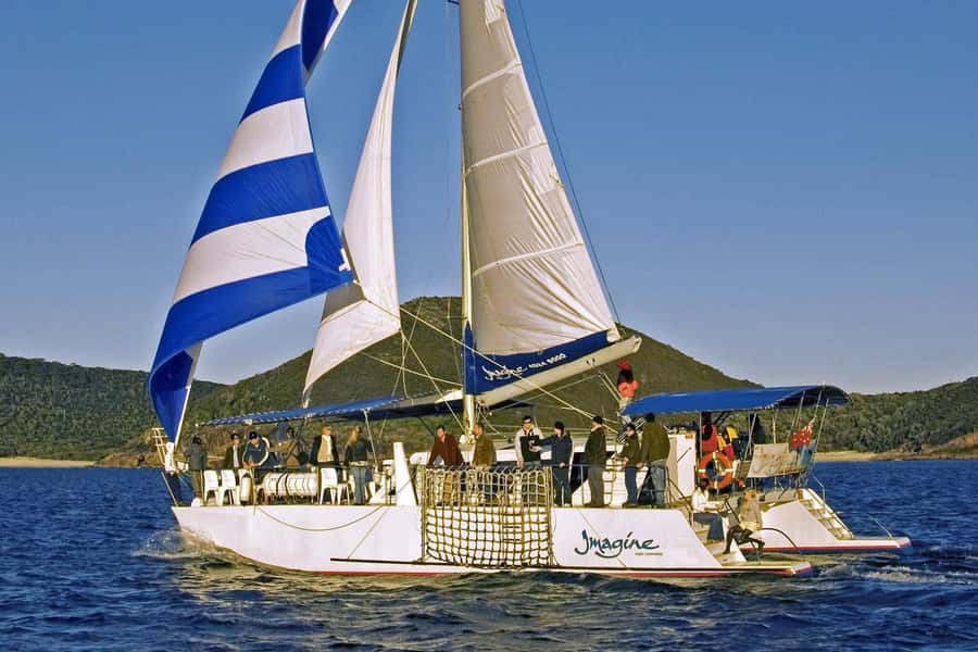 Nelson Bay: Whale and Dolphin Watching Catamaran Cruise - Commentary that adds more than whale facts
