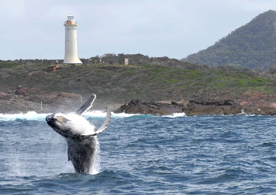 Nelson Bay: Whale and Dolphin Watching Catamaran Cruise - What the three-hour itinerary feels like