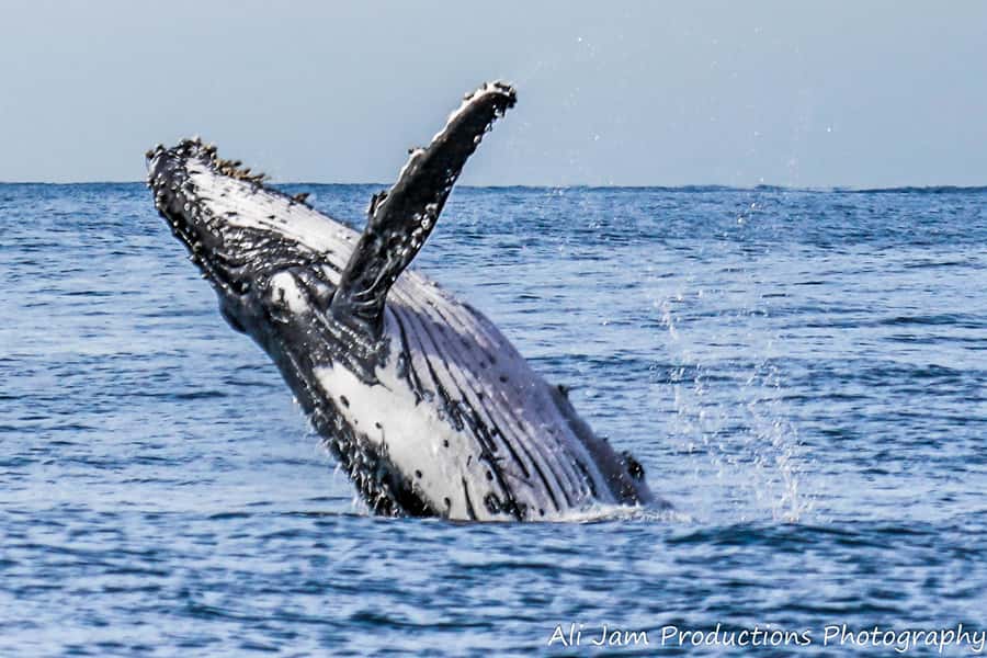 Newcastle: Humpback Whale Watching Cruise and Harbor Tour - Setting Out Near Rydges Hotel