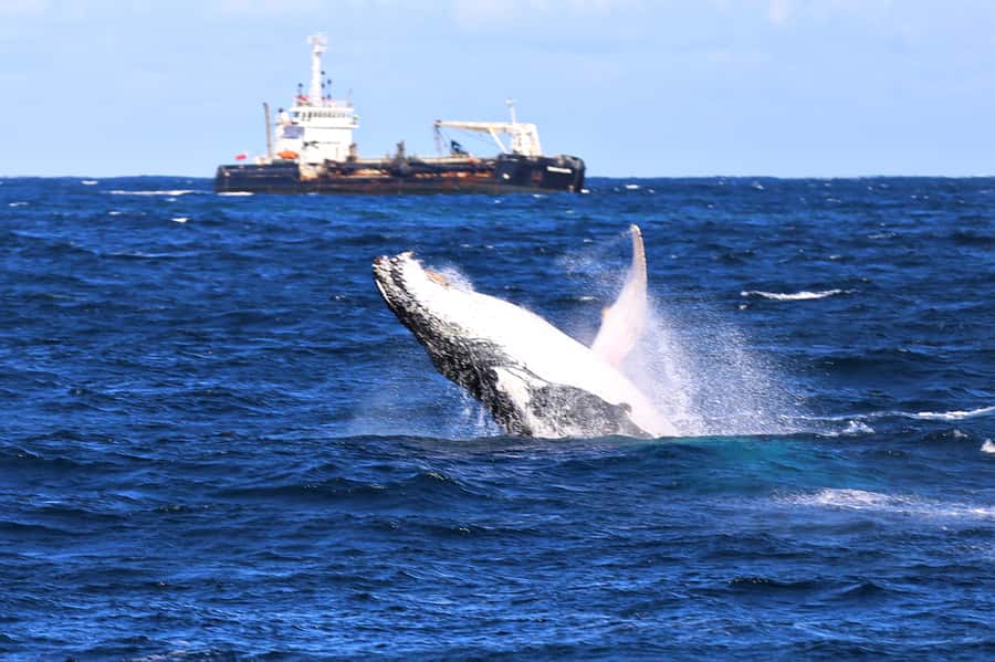 Newcastle: Humpback Whale Watching Cruise and Harbor Tour - Newcastle Harbour Before the Whale Search