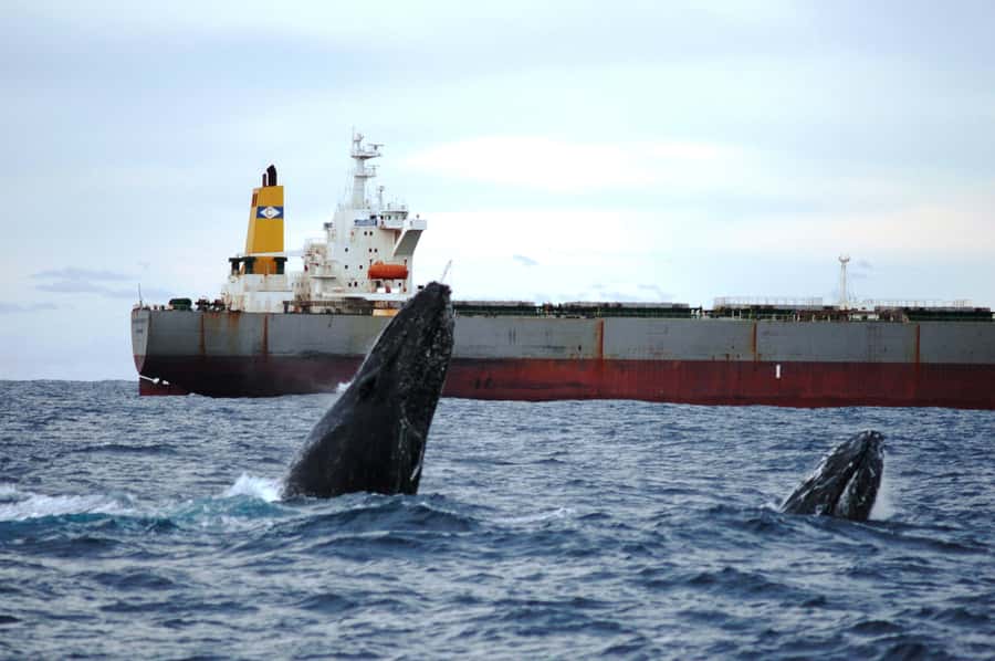 Newcastle: Humpback Whale Watching Cruise and Harbor Tour - Choosing Between Indoor and Outdoor Viewing