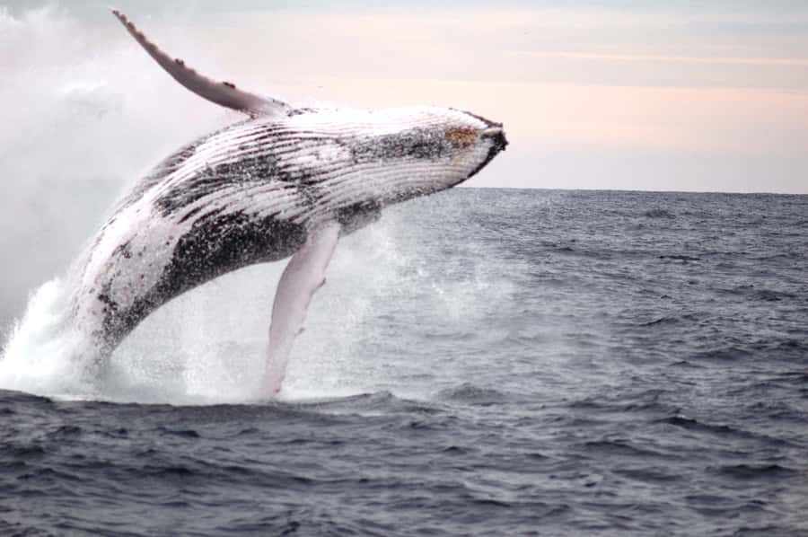 Newcastle: Humpback Whale Watching Cruise and Harbor Tour - Morning Tea, Afternoon Tea, and the $60 Price