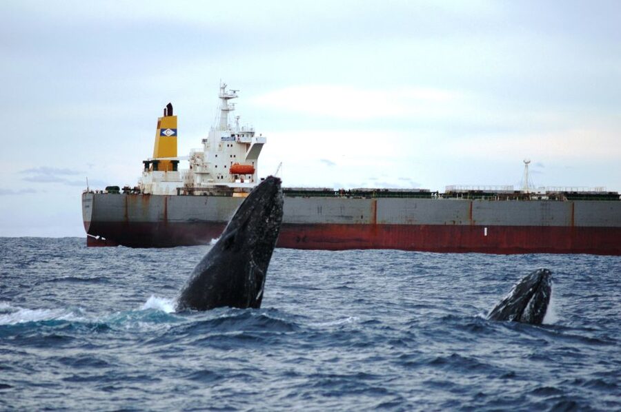Newcastle: Humpback Whale Watching Cruise and Harbor Tour - How to Plan Your Time in Newcastle