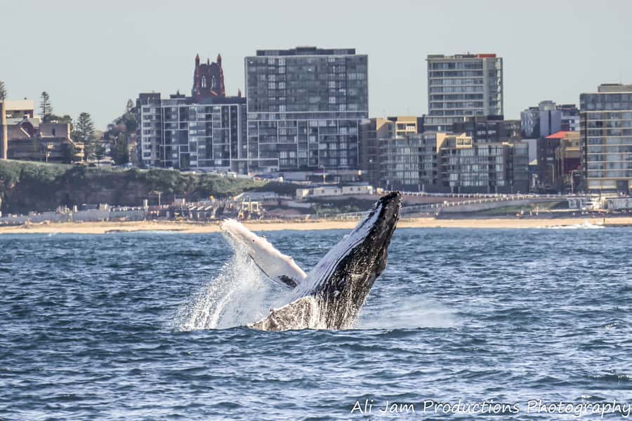 Newcastle: Humpback Whale Watching Cruise and Harbor Tour - Searching for Humpback Whales