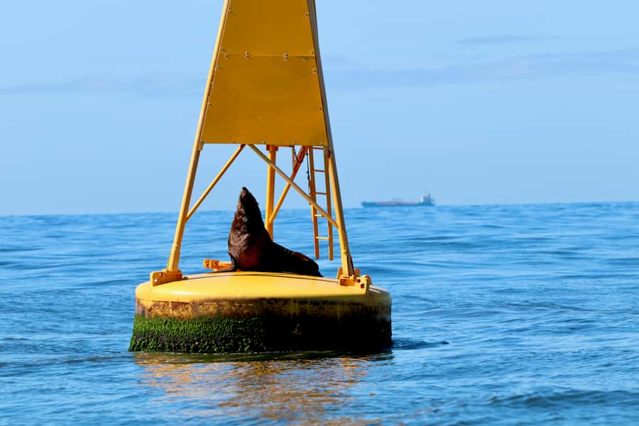 Newcastle: Small Group Humpback Whale Encounter Tour - Key points before you book