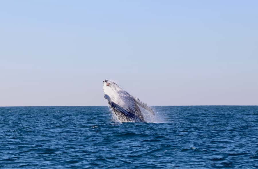 Newcastle: Small Group Humpback Whale Encounter Tour - Leaving Newcastle Harbour for open water