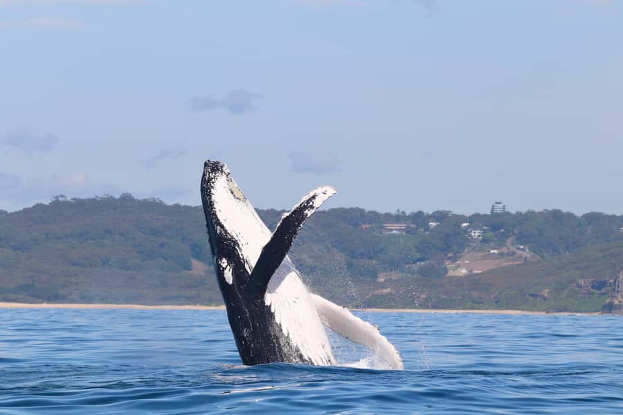 Newcastle: Small Group Humpback Whale Encounter Tour - Searching for humpback whales from June to November
