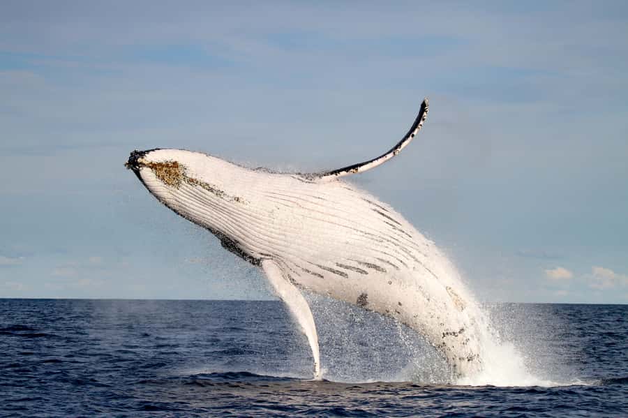 Newcastle: Small Group Humpback Whale Encounter Tour - Dolphins, seals, and the bonus wildlife