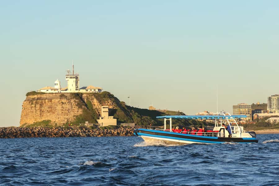 Newcastle: Small Group Humpback Whale Encounter Tour - The real value of the $88 price