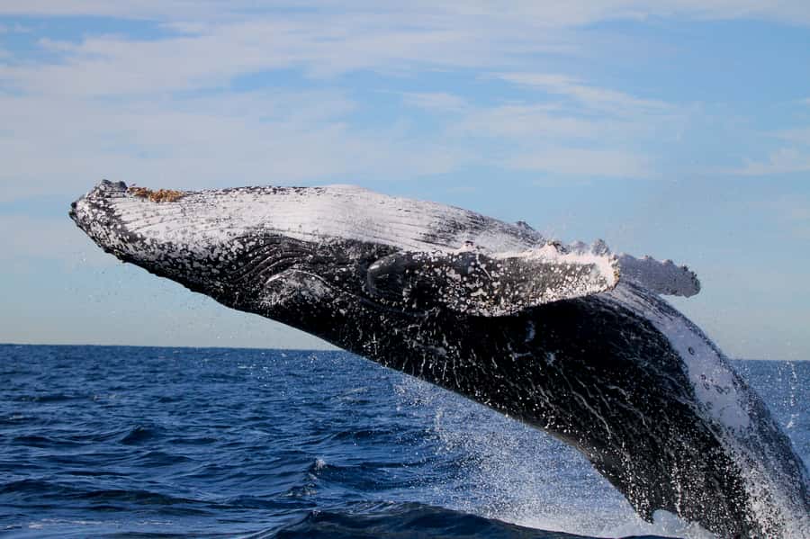 Newcastle: Small Group Humpback Whale Encounter Tour - Who will enjoy this Newcastle cruise