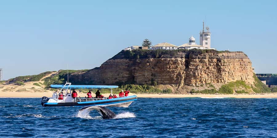 Newcastle: Small Group Humpback Whale Encounter Tour - A small boat with room to watch