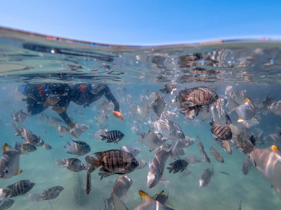Newport: Moreton Island Snorkeling Tour with Lunch - The Tangalooma Wrecks make this more than a beach day