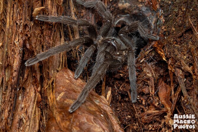 Night Walk in Cairns Botanic Gardens - Let's Go Buggin - Key things to know before booking