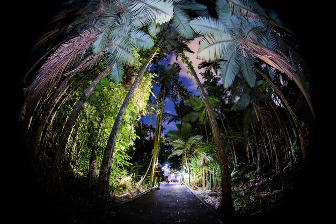 Night Walk in Cairns Botanic Gardens - Let's Go Buggin - Why a Cairns night walk can be so rewarding