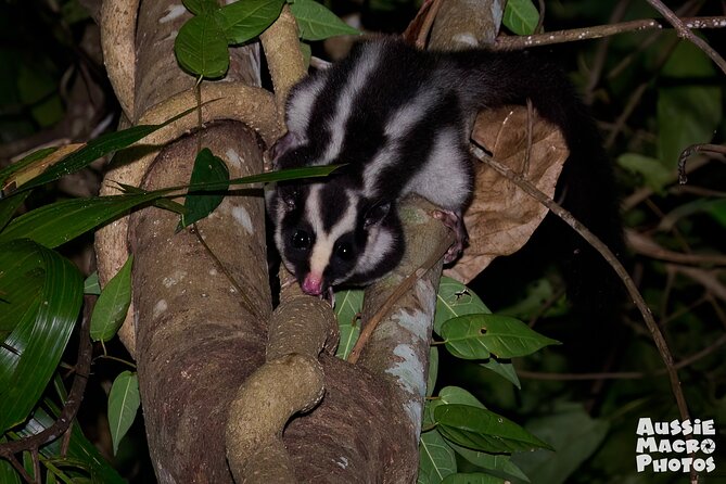 Night Walk in Cairns Botanic Gardens - Let's Go Buggin - Searching for frogs, insects, spiders and fungi