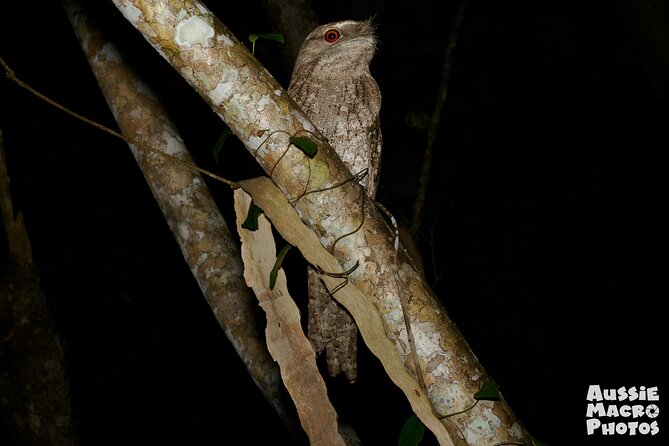 Night Walk in Cairns Botanic Gardens - Let's Go Buggin - What Bridgette can teach you about photography