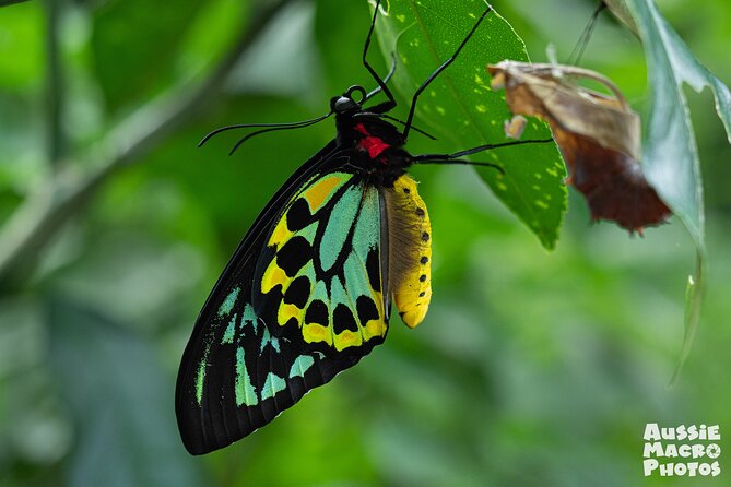 Night Walk in Cairns Botanic Gardens - Let's Go Buggin - Is $57.38 good value?