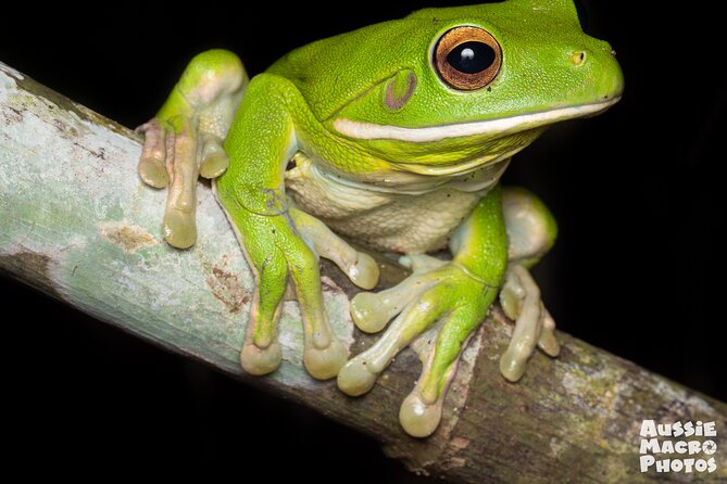 Night Walk in Cairns Botanic Gardens - Let's Go Buggin - Starting at Cairns Botanic Gardens at 7 pm