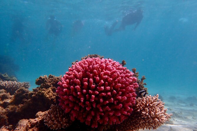 Ningaloo Reef Snorkel Adventure - Key points to know before booking