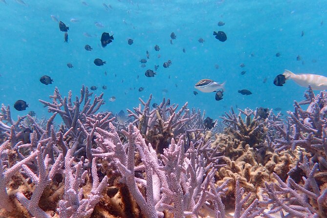 Ningaloo Reef Snorkel Adventure - Starting at Milyering Discovery Centre