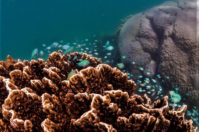 Ningaloo Reef Snorkel and Wildlife Adventure - Why this Ningaloo trip feels different from a standard boat tour
