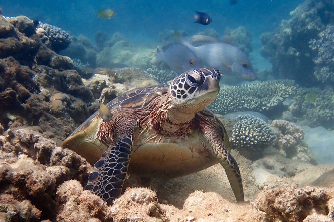 Ningaloo Reef Snorkel and Wildlife Adventure - Gear, wetsuits, and what to bring
