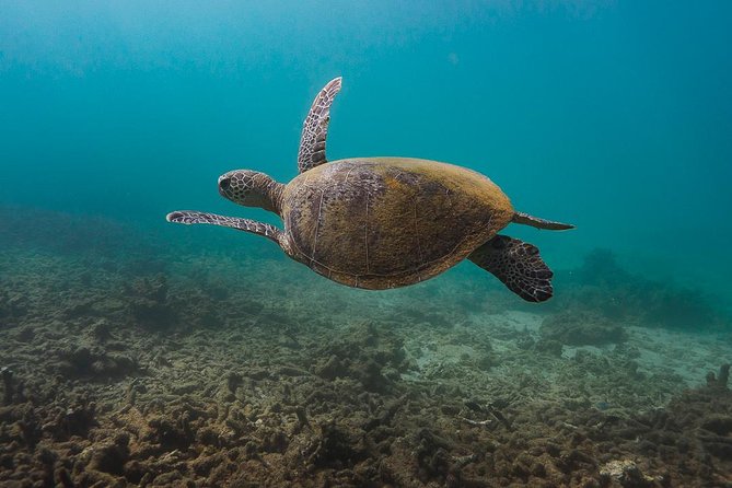 Ningaloo Reef Snorkel and Wildlife Adventure - From Tantabiddi Boat Ramp to the open reef